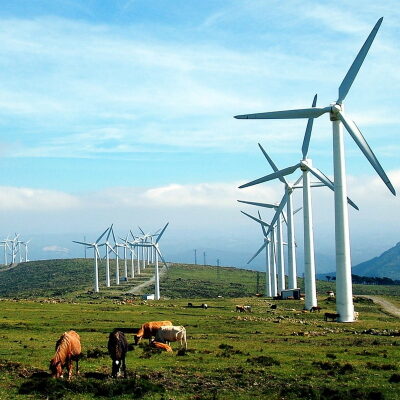 Das Bild zeigt Windräder auf einer Kuhweide